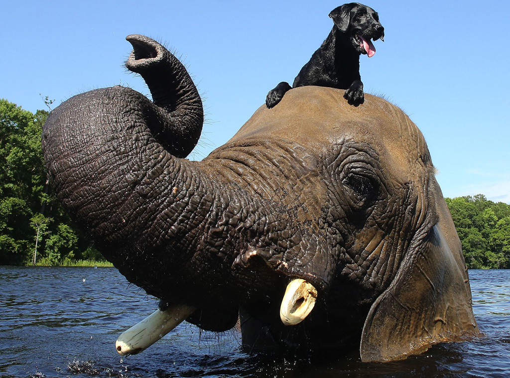 Watch: Elephant and a Dog BFFs Play Fetch Together